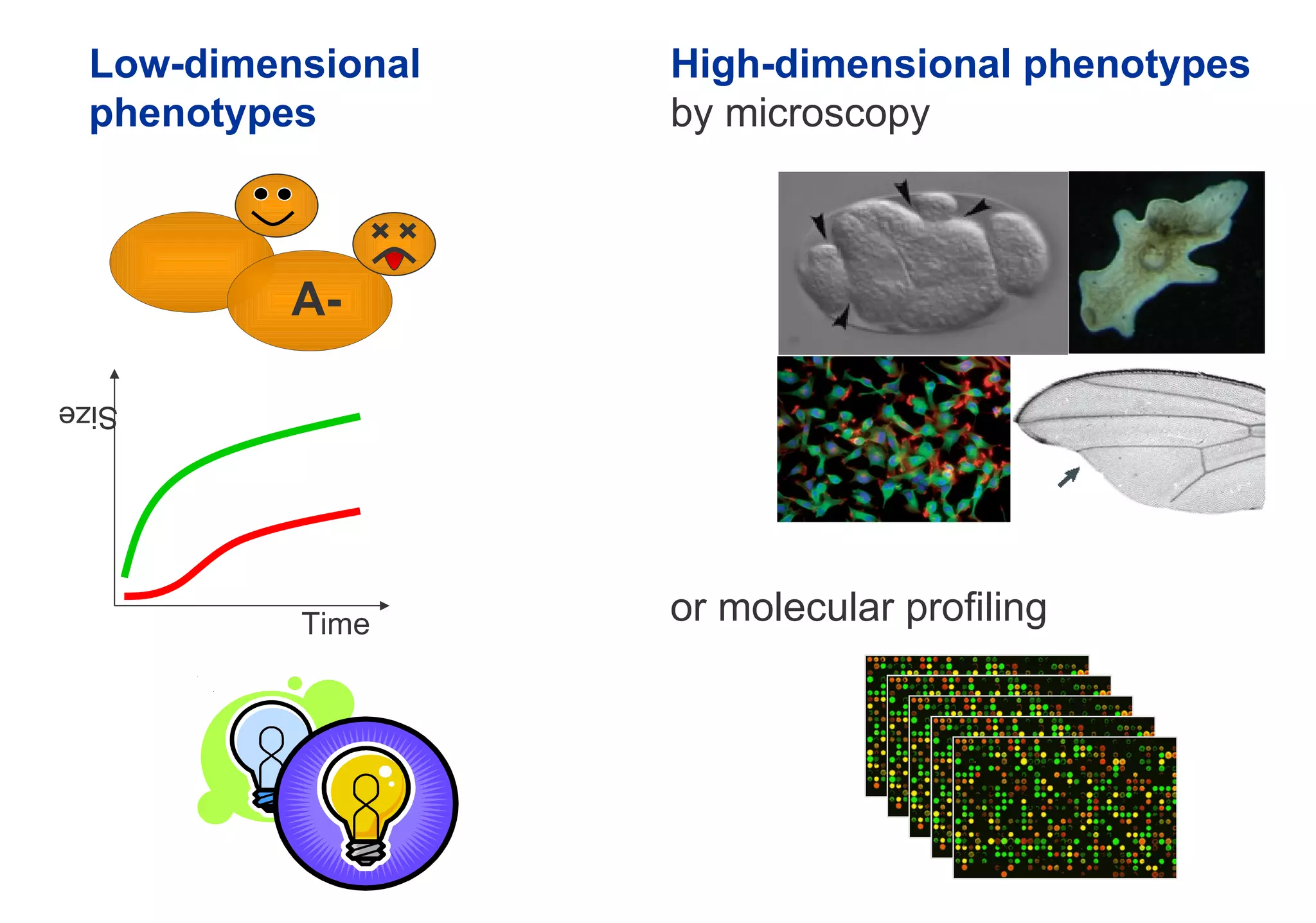High-dimensional phenotypes by microscopy or molecular profiling Low-dimensional phenotypes A- Time Size 