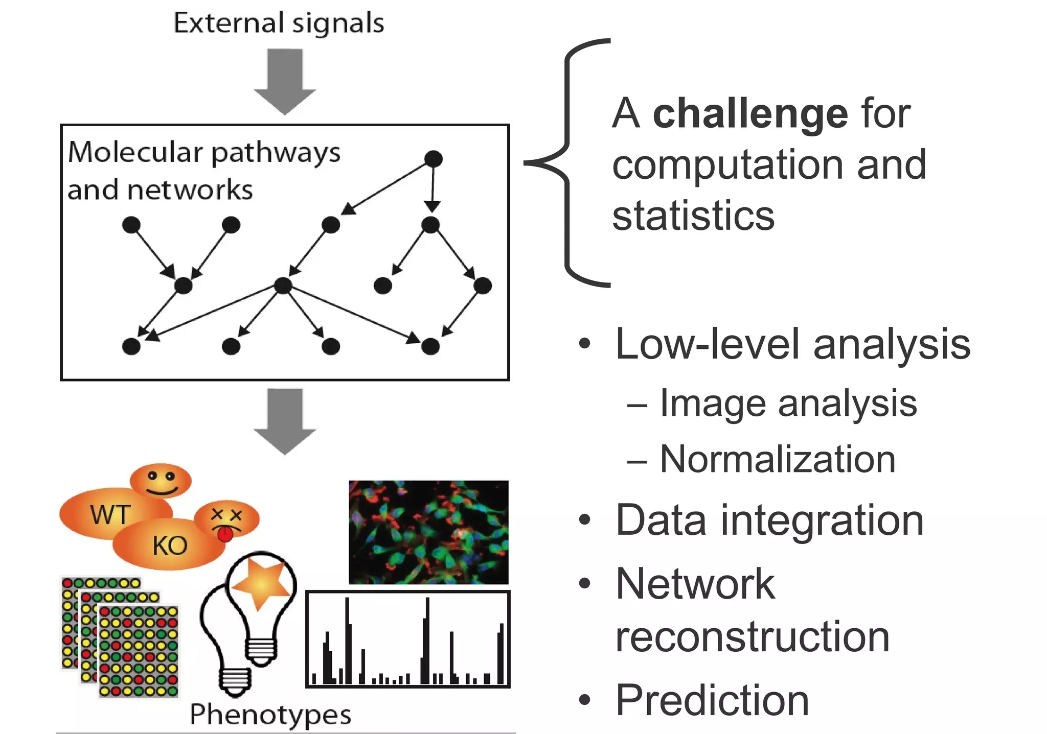 Low-level analysis Image analysis Normalization Data integration Network reconstruction Prediction A  challenge  for computation and statistics 