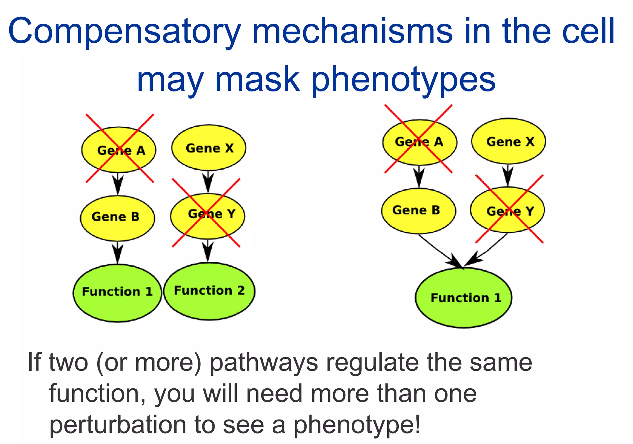 Compensatory mechanisms in the cell  may mask phenotypes If two (or more) pathways regulate the same function, you will need more than one perturbation to see a phenotype! 