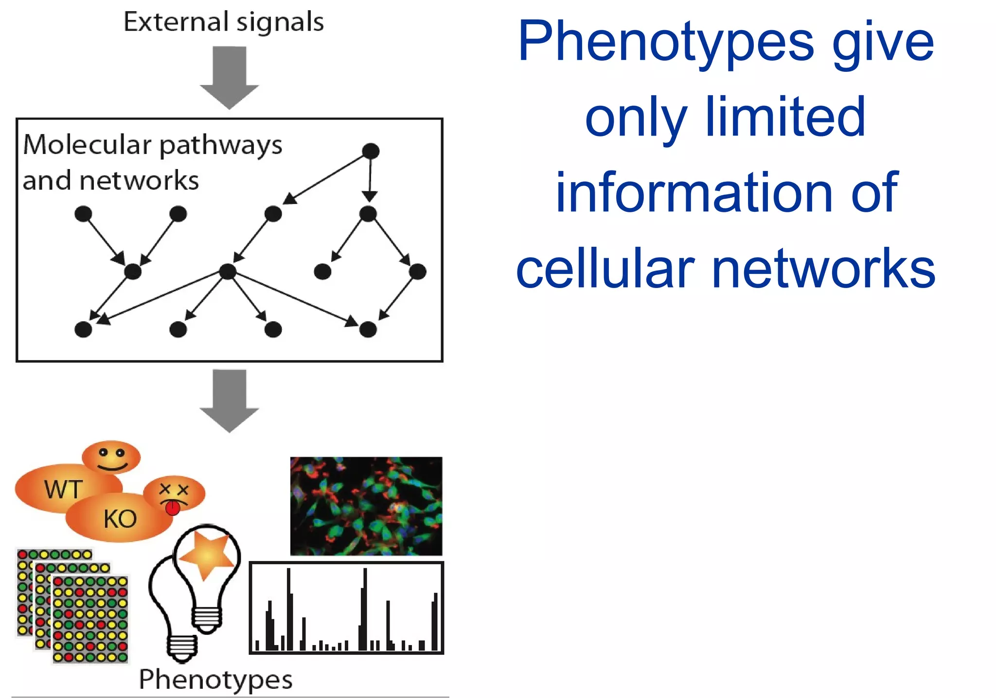 Phenotypes give only limited information of cellular networks 