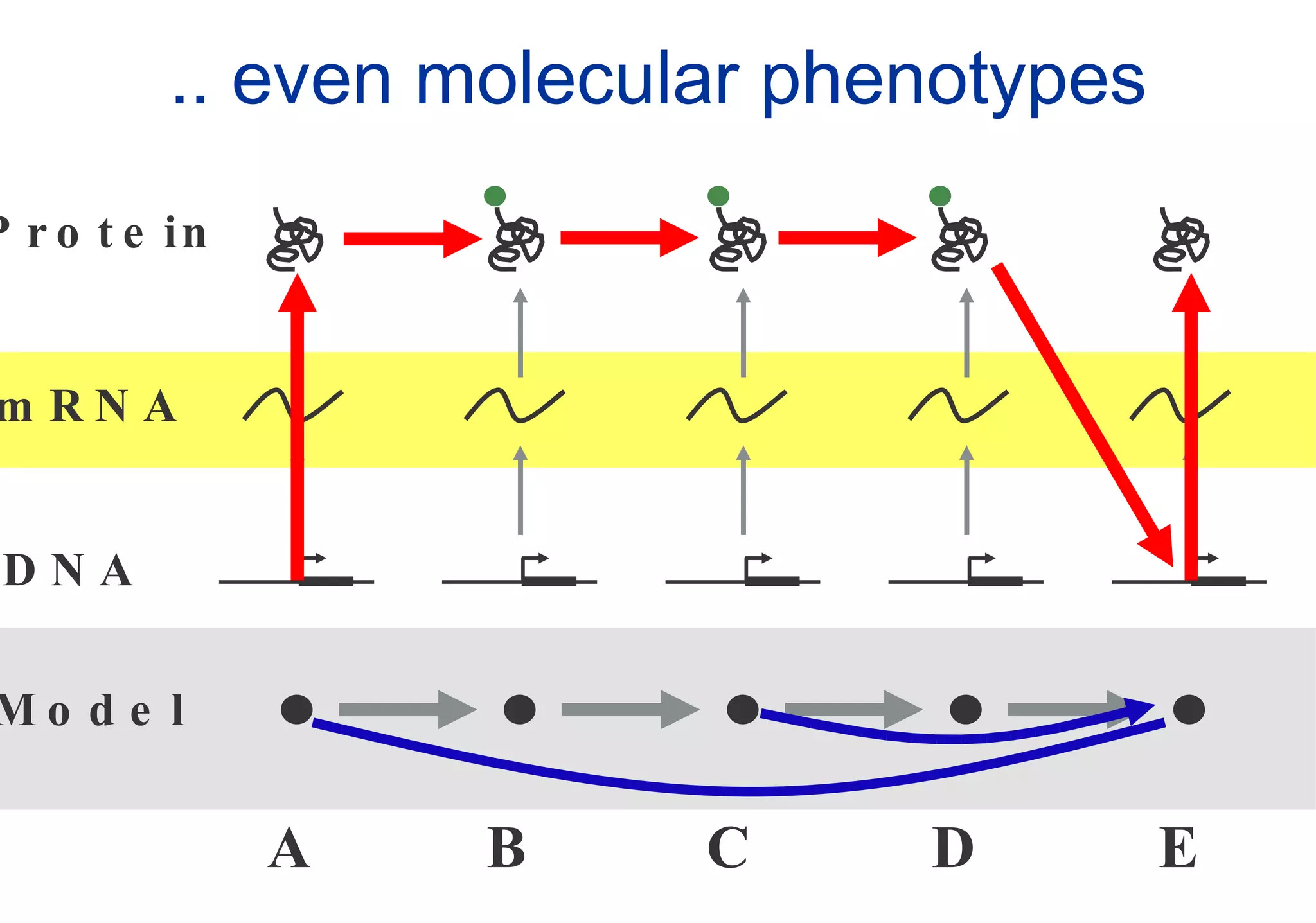 .. even molecular phenotypes Model DNA mRNA Protein A B C D E 