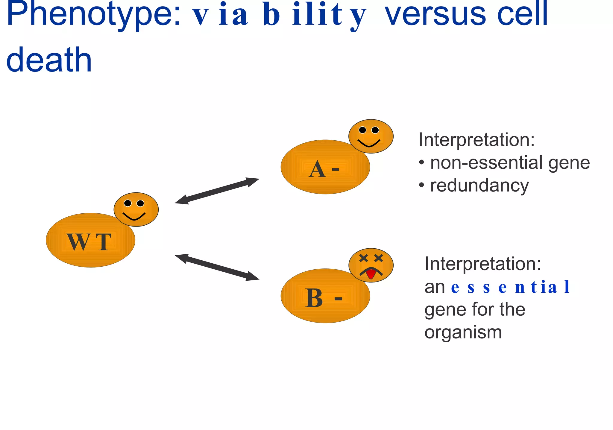 Phenotype:  viability  versus cell death Interpretation: non-essential gene redundancy Interpretation: an  essential   gene for the organism WT B- A- 