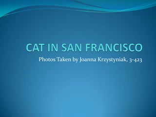 CAT IN SAN FRANCISCO Photos Taken by Joanna Krzystyniak, 3-423 