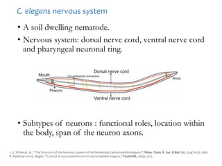 • A soil dwelling nematode.
• Nervous system: dorsal nerve cord, ventral nerve cord
and pharyngeal neuronal ring.
• Subtypes of neurons : functional roles, location within
the body, span of the neuron axons.
J. G. White et. al., “The Structure of the Nervous System of the Nematode Caenorhabditis elegans,” Philos. Trans. R. Soc. B Biol. Sci., 314(1165), 1986.
R. Badhwar and G. Bagler, “Control of neuronal network in Caenorhabditis elegans,” PLoS ONE, 10(9), 2015.
C. elegans nervous system
 