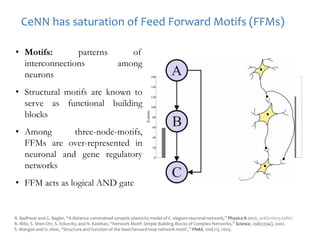 R. Badhwar and G. Bagler, “A distance constrained synaptic plasticity model of C. elegans neuronal network,” Physica A 2017; arXiv:1603.03867
R. Milo, S. Shen-Orr, S. Itzkovitz, and N. Kashtan, “Network Motif: Simple Building Blocks of Complex Networks,” Science, 298(5594), 2002.
S. Mangan and U. Alon, “Structure and function of the feed-forward loop network motif.,” PNAS, 100(21), 2003.
CeNN has saturation of Feed Forward Motifs (FFMs)
• Motifs: patterns of
interconnections among
neurons
• Structural motifs are known to
serve as functional building
blocks
• Among three-node-motifs,
FFMs are over-represented in
neuronal and gene regulatory
networks
• FFM acts as logical AND gate
 