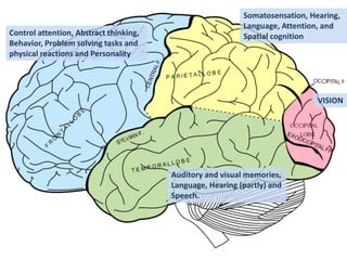VISION
Somatosensation, Hearing,
Language, Attention, and
Spatial cognitionControl attention, Abstract thinking,
Behavior, Problem solving tasks and
physical reactions and Personality
Auditory and visual memories,
Language, Hearing (partly) and
Speech.
 
