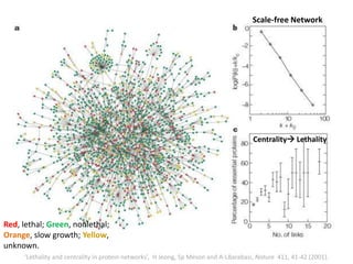 ‘Lethality and centrality in protein networks’, H Jeong, Sp Meson and A-LBarabasi, Nature 411, 41-42 (2001).
Scale-free Network
Centrality Lethality
Red, lethal; Green, nonlethal;
Orange, slow growth; Yellow,
unknown.
 
