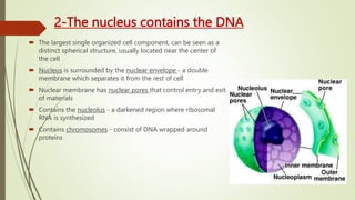 2-The nucleus contains the DNA
 The largest single organized cell component, can be seen as a
distinct spherical structure, usually located near the center of
the cell
 Nucleus is surrounded by the nuclear envelope - a double
membrane which separates it from the rest of cell
 Nuclear membrane has nuclear pores that control entry and exit
of materials
 Contains the nucleolus - a darkened region where ribosomal
RNA is synthesized
 Contains chromosomes - consist of DNA wrapped around
proteins
 