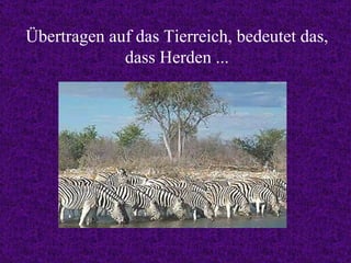 Übertragen auf das Tierreich, bedeutet das, dass Herden ... 