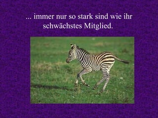 ... immer nur so stark sind wie ihr schwächstes Mitglied.  