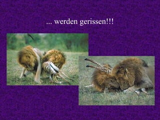 ... werden gerissen!!! 