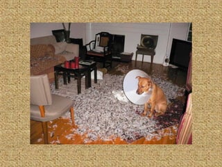 Neues aus der tierwelt