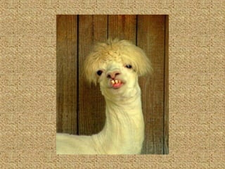 Neues aus der tierwelt