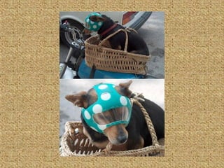 Neues aus der tierwelt