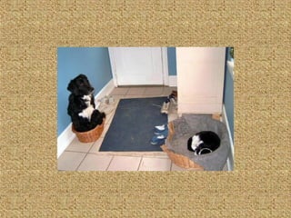 Neues aus der tierwelt