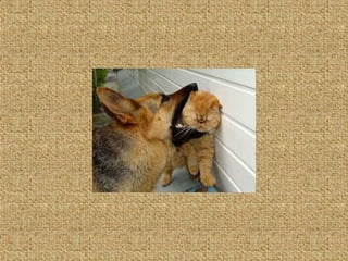 Neues aus der tierwelt