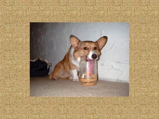 Neues aus der tierwelt