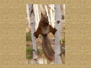 Neues aus der tierwelt