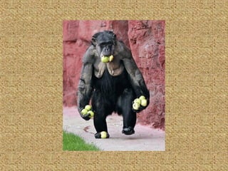 Neues aus der tierwelt