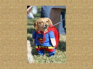 Neues aus der tierwelt