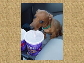 Neues aus der tierwelt