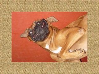 Neues aus der tierwelt