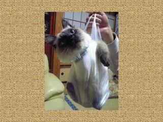 Neues aus der tierwelt