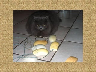 Neues aus der tierwelt