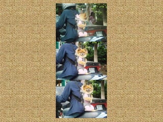 Neues aus der tierwelt