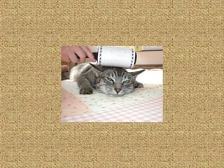 Neues aus der tierwelt