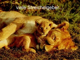 viele Streichelgeber… 