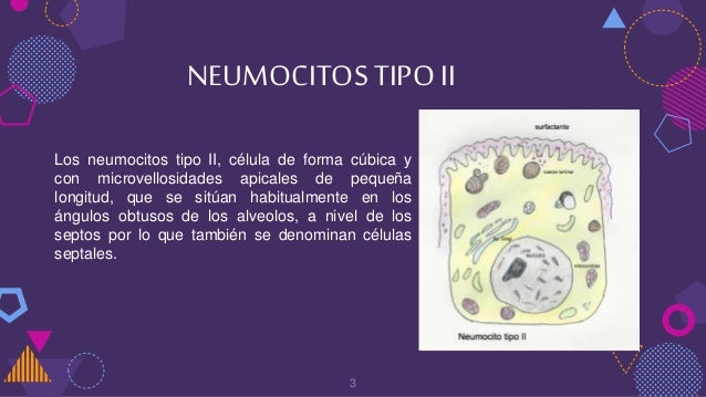 Neumocitos tipo ii