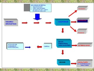 Neisseria meningitidis
Neisseria meningitidis 
 