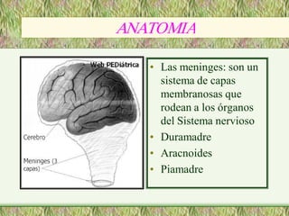 ANATOMIA 
ANATOMIA 

   •  Las meninges: son un 
      sistema de capas 
      membranosas que 
      rodean a los órganos 
      del Sistema nervioso 
   •  Duramadre 
   •  Aracnoides 
   •  Piamadre
 
