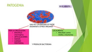 PATOGENIA
UNA VEZ COLONIZADO SE PUEDE
DISEMINAR A OTROS ORGANOS
POR LA CIRCULACION:
• ENCEFALO
(meningitis)
• ARTICULACIONES
• HUESOS
• CAVIDAD
PERITONEAL
LOCALMENTE:
• MUCOSAS (otitis
media y neumonia)
EN EL ADULTO…
Y PRODUCIR BACTEREMIA
 