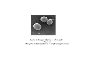 Fuente: Centros para el Control de Enfermedades
y Prevención
Micrografía electrónica de barrido de Streptococcus pneumoniae
 