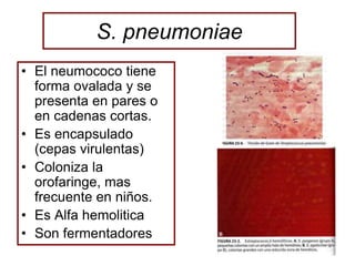 S. pneumoniae
• El neumococo tiene
forma ovalada y se
presenta en pares o
en cadenas cortas.
• Es encapsulado
(cepas virulentas)
• Coloniza la
orofaringe, mas
frecuente en niños.
• Es Alfa hemolitica
• Son fermentadores
 
