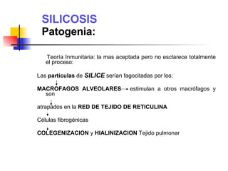 SILICOSIS  Patogenia: Teoría Inmunitaria: la mas aceptada pero no esclarece totalmente el proceso: Las  partículas  de  SILICE  serían fagocitadas por los: MACROFAGOS ALVEOLARES estimulan a otros macrófagos y son atrapados en la  RED DE TEJIDO DE RETICULINA   Células fibrogénicas COLEGENIZACION  y  HIALINIZACION  Tejido pulmonar 