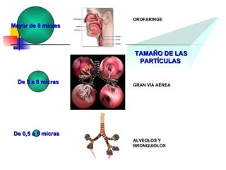 Mayor de 8 micras De 5 a 8 micras OROFARINGE GRAN VÍA AÉREA De 0,5 a 5 micras ALVEOLOS Y BRONQUIOLOS TAMAÑO DE LAS PARTÍCULAS   