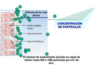 CONCENTRACION DE PARTÍCULAS   El sistema de aclaramiento alveolar es capaz de tolerar hasta 500 a 1000 partículas por cm 3  de aíre.   