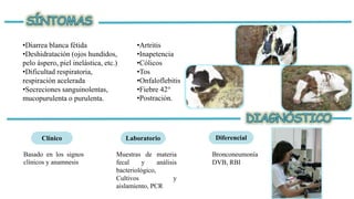 •Diarrea blanca fétida
•Deshidratación (ojos hundidos,
pelo áspero, piel inelástica, etc.)
•Dificultad respiratoria,
respiración acelerada
•Secreciones sanguinolentas,
mucopurulenta o purulenta.
•Artritis
•Inapetencia
•Cólicos
•Tos
•Onfaloflebitis
•Fiebre 42°
•Postración.
Clínico Laboratorio Diferencial
Basado en los signos
clínicos y anamnesis
Muestras de materia
fecal y análisis
bacteriológico,
Cultivos y
aislamiento, PCR
Bronconeumonía
DVB, RBI
 