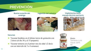 PREVENCIÒN
Buena curación del
ombligo
Ingestión del calostro Implementar buen
manejo tècnico-sanitario
Vacunas
◆ Vacunar hembras en el último tercio de gestación con
2 dosis (al día 30 y al 15 preparto).
◆ Vacunar terneros en el primer mes de edad (2 dosis
con un intervalo de 3 a 4 semanas)
10
Dosis:
Terneros: 5 ml
Vacas: 10ml
SC
 