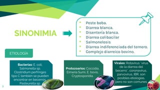SINONIMIA
• Peste boba.
• Diarrea blanca.
• Disentería blanca.
• Diarrea colibacilar
• Salmonelosis
• Diarrea indiferenciada del ternero.
• Complejo diarreico bovino.
3
ETIOLOGÍA
Bacterias: E. coli,
Salmonella sp,
Clostridium perfringes
tipo C también se pueden
encontrar en becerros,
Pasteurella sp.
Virales: Rotavirus ¨virus
de la diarrea del
becerro¨, coronavirus,
parvovirus, IBR, son
posibles etiologías,
pero no son comunes
Protozoarios: Coccidia,
Eimeria Sumi, E. bovis,
Cryptosporidia.
 