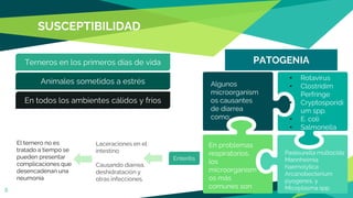 SUSCEPTIBILIDAD
El ternero no es
tratado a tiempo se
pueden presentar
complicaciones que
desencadenan una
neumonía
5
Terneros en los primeros días de vida
Enteritis
En todos los ambientes cálidos y fríos
Animales sometidos a estrés
PATOGENIA
Algunos
microorganism
os causantes
de diarrea
como:
• Rotavirus
• Clostridim
Perfringe
• Cryptosporidi
um spp.
• E. coli
• Salmonella
Pasteurella multocida
Mannheimia
haemolytica
Arcanobecterium
pyogenes, y
Micoplasma spp
En problemas
respiratorios,
los
microorganism
os más
comunes son:
Laceraciones en el
intestino
Causando diarrea,
deshidratación y
otras infecciones.
 