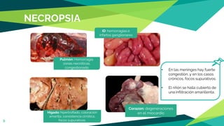 NECROPSIA
9
Pulmón: Hemorragia,
zonas necróticas,
congestionado
Corazon: degeneraciones
en el miocardio
Higado: hipertrofiado, coloración
amarilla, consistencia cirrótica,
focos supurativos.
ID: hemorragias e
infartos ganglionares
• En las meninges hay fuerte
congestión, y en los casos
crónicos, focos supurativos.
• El riñón se halla cubierto de
una infiltración amarillenta.
 