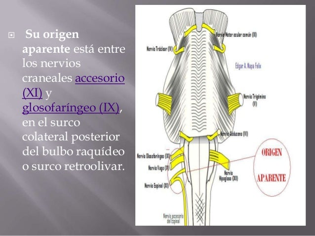Neumogástrico o nervio vago