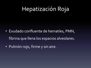 Hepatización Roja
• Exudado confluente de hematíes, PMN,
fibrina que llena los espacios alveolares.
• Pulmón rojo, firme y sin aire.