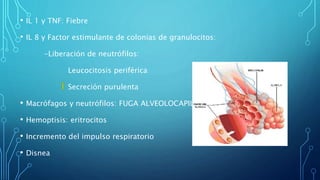 • IL 1 y TNF: Fiebre 
• IL 8 y Factor estimulante de colonias de granulocitos: 
-Liberación de neutrófilos: 
Leucocitosis periférica 
Secreción purulenta 
• Macrófagos y neutrófilos: FUGA ALVEOLOCAPILAR 
• Hemoptisis: eritrocitos 
• Incremento del impulso respiratorio 
• Disnea 
 