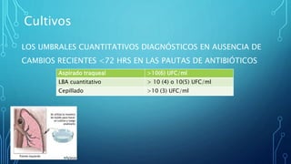 Cultivos 
LOS UMBRALES CUANTITATIVOS DIAGNÓSTICOS EN AUSENCIA DE 
CAMBIOS RECIENTES <72 HRS EN LAS PAUTAS DE ANTIBIÓTICOS 
Aspirado traqueal >10(6) UFC/ml 
LBA cuantitativo > 10 (4) o 10(5) UFC/ml 
Cepillado >10 (3) UFC/ml 
 