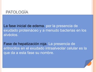 PATOLOGÍA


La fase inicial de edema. por la presencia de
exudado proteináceo y a menudo bacterias en los
alvéolos.

Fase de hepatización roja. La presencia de
eritrocitos en el exudado intraalveolar celular es la
que da a esta fase su nombre.
 